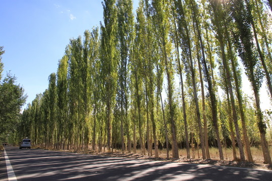 林蔭道