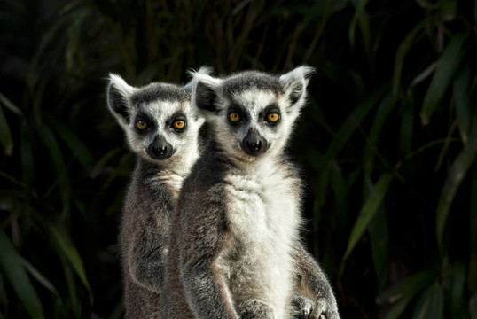 兩環(huán)尾狐猴（Lemur catta）