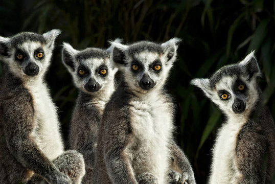 群環(huán)尾狐猴（Lemur catta）