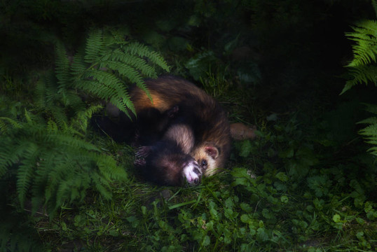 歐洲臭鼬（Mustela putorius）交配