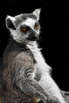 環(huán)尾狐猴（Lemur catta）