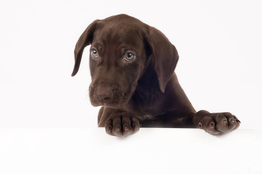 德國短毛指示犬