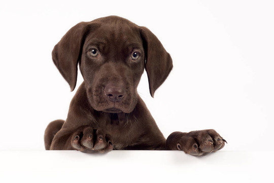 德國短毛指示犬