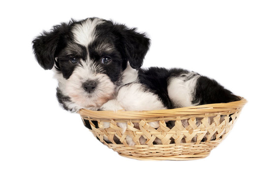 中國冠毛犬粉撲的小狗
