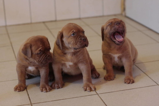 波爾多獒犬藏獒幼犬