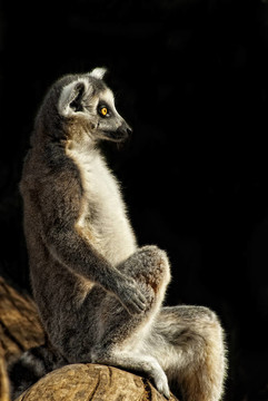 環(huán)尾狐猴（Lemur catta）