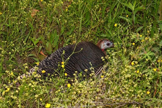 野火雞（Meleagris gallopavo）