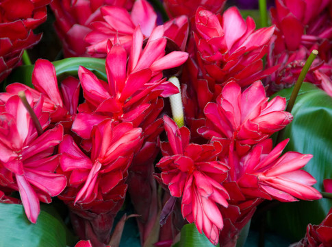 紅夏威夷火炬ginger Flower
