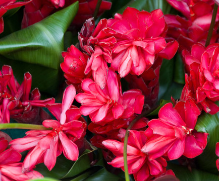 紅夏威夷火炬ginger Flower