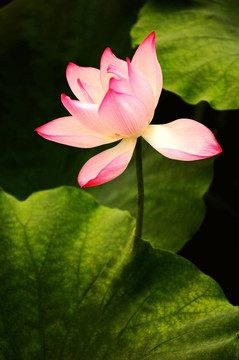 盛開的蓮花