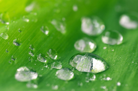 水滴在葉