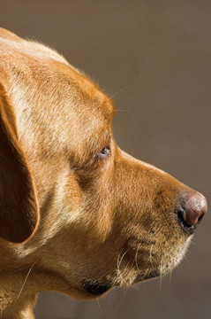 一個(gè)黃金獵犬簡介
