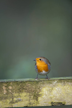 羅賓（Erithacus rubecula）
