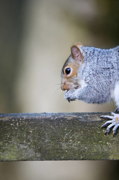 Grey Squirrel（松鼠carolinensis）