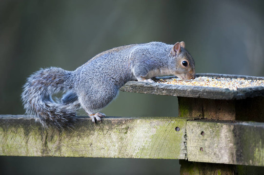 Grey Squirrel（松鼠carolinensis）