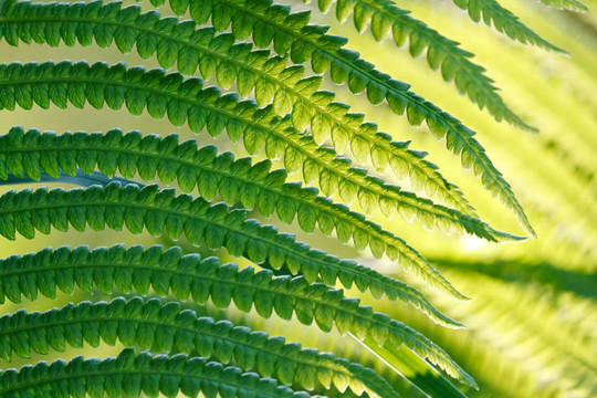 野生蕨類植物的綠葉