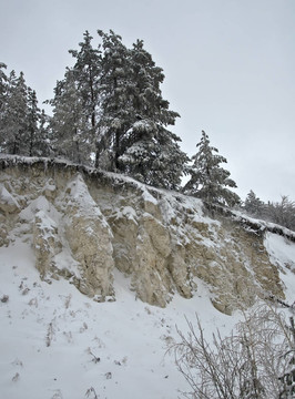 巖石上的松樹森林。樹枝覆蓋著雪。多云的天氣。