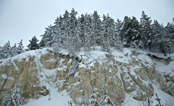 巖石上的松樹森林。樹枝覆蓋著雪。多云的天氣。