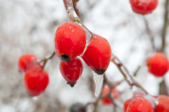 玫瑰HIPEs
