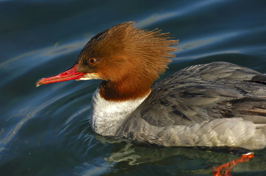 女性普通秋沙鴨；Goosander（普通秋沙鴨）