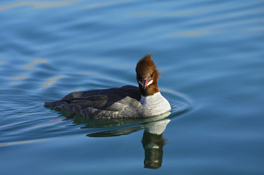 女性普通秋沙鴨；Goosander（普通秋沙鴨）