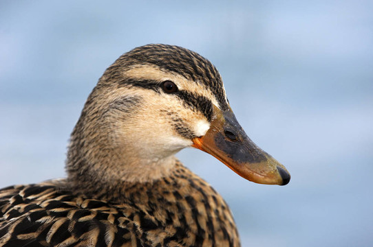 綠頭鴨（Anas platyrhynchos）；成年女性；肖像