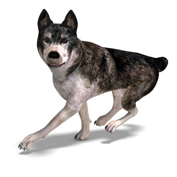 Grey Wolf。3D渲染與剪輯路徑和陰影超過白色