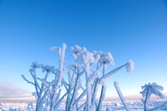 Frozenned flower的冬景。
