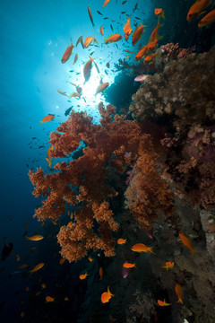 紅海中的熱帶珊瑚礁與海洋生物。