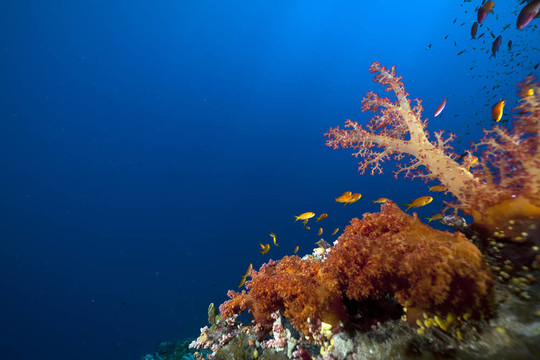 紅海中的熱帶珊瑚礁與海洋生物。