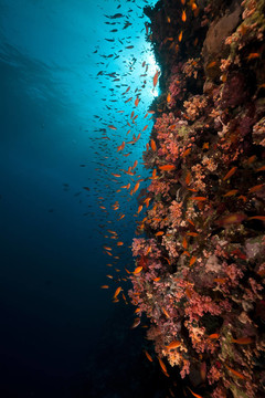 紅海中的熱帶珊瑚礁與海洋生物。
