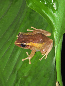 常見的coqui