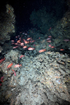 在鯊魚礁紅海在山洞里的Yellowtip soldierfish。