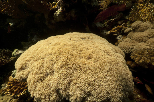 紅海中的熱帶珊瑚礁與海洋生物。