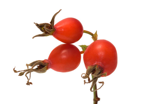 Dogrose berry。