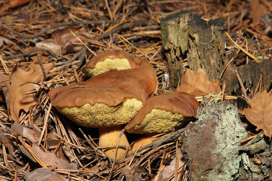 在森林里，波蘭蘑菇（Xerocomus badius）