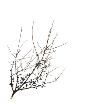 分行的野莓；在白黑刺（Prunus spinosa）
