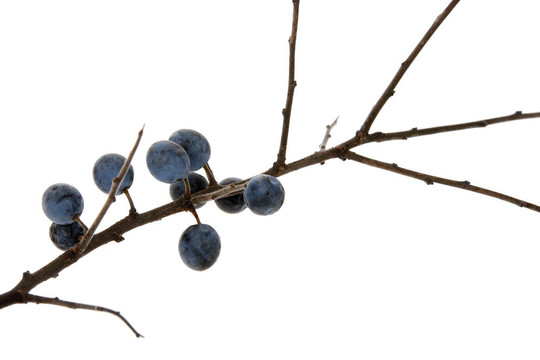 分行的野莓；在白黑刺（Prunus spinosa）
