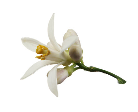 檸檬花的白色（檸檬）