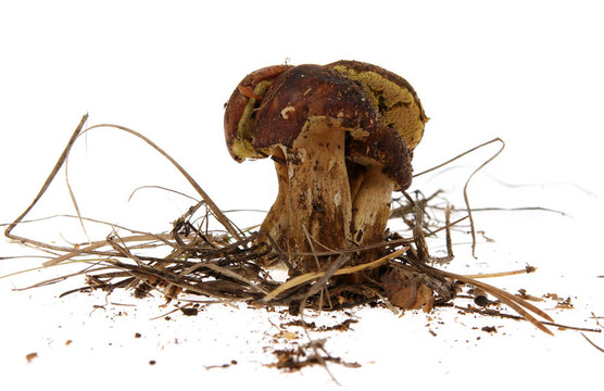 波蘭蘑菇白（Xerocomus badius）
