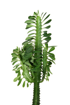 綠色植物在白