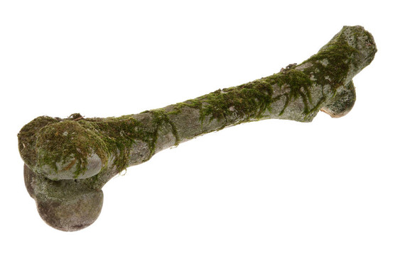 白底苔上的老股骨
