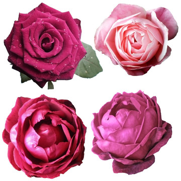 玫瑰開(kāi)花