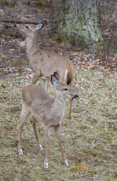 兩whitetails