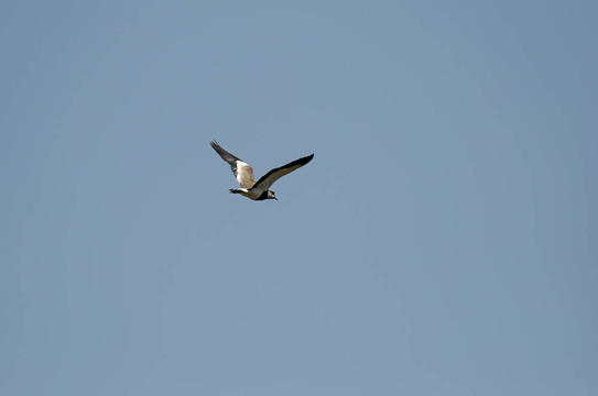 鳥空降