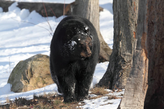黑熊（Ursus americanus）