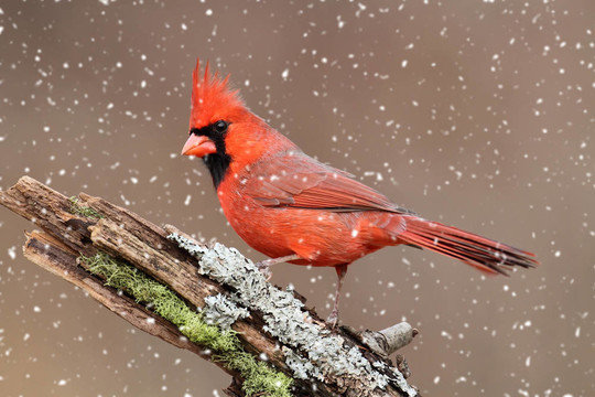 在暴風(fēng)雪中的紅衣主教