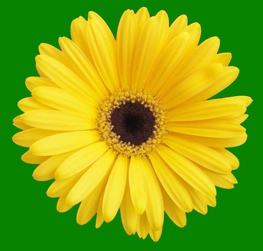 格柏雛菊