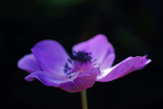紫色的花