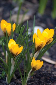 黃色的番紅花番紅花的花；Croci Closeup；
